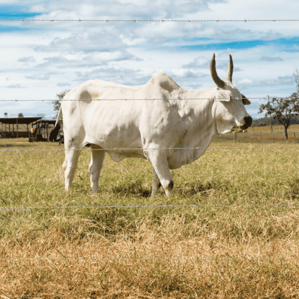 Arame Farpado Fortte Belgo® - 500m