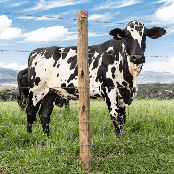 Arame Farpado Motto Belgo® - 250m