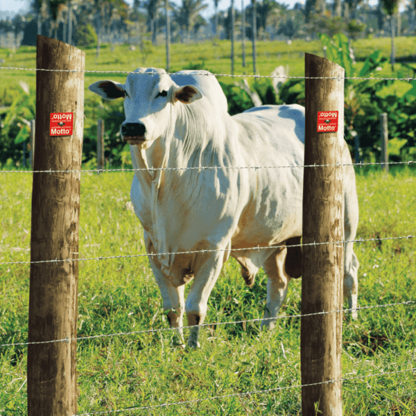 Arame Farpado Motto Belgo® - 500m