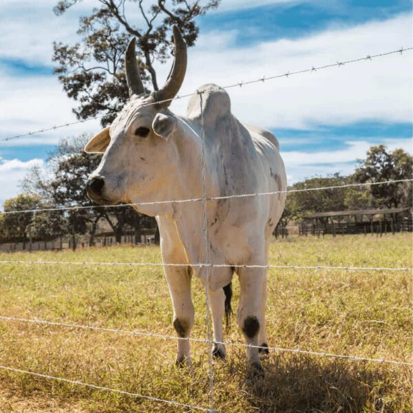 Arame Farpado Rodeio Belgo® - 250m