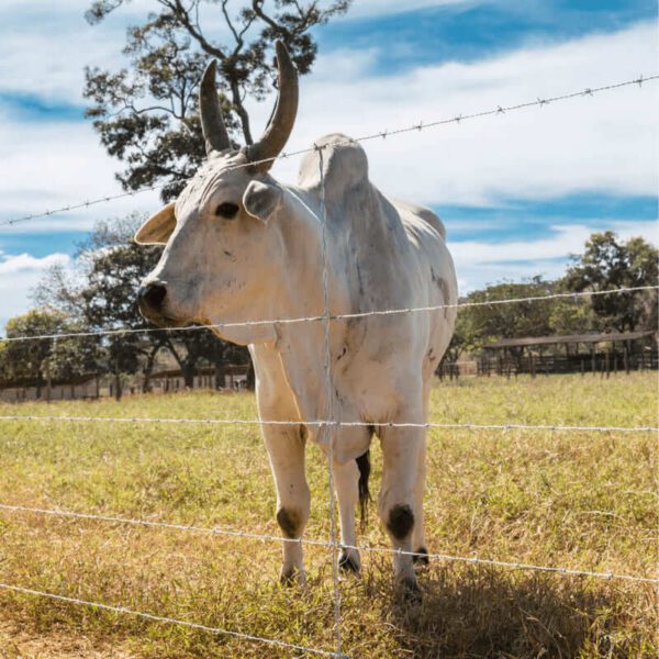 Arame Farpado Rodeio Belgo® - 500m