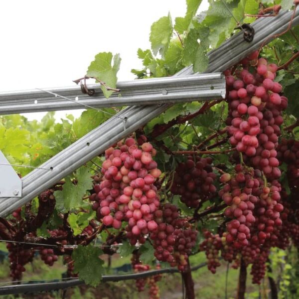 Arame Liso Para Fruticultura Frutifio Belgo® 1000m