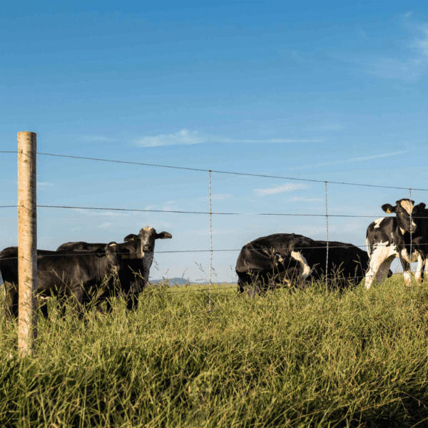 Arame Liso Z700 Belgo® | Arame Ovalado 1000m