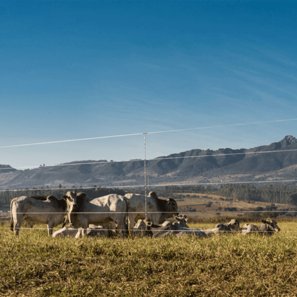 Arame Liso Z700 Belgo® | Arame Ovalado 1000m