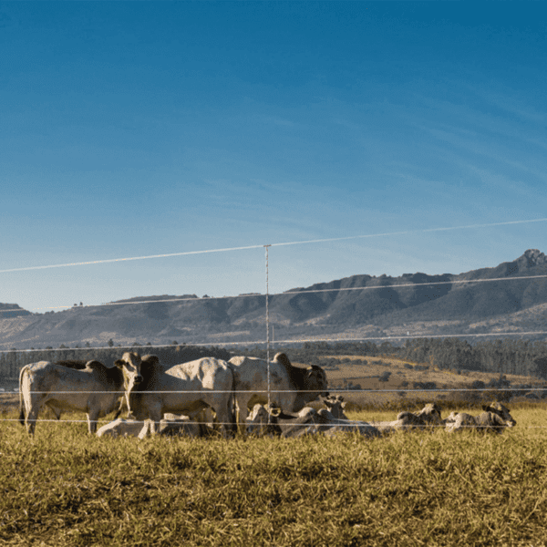 Arame Liso Z700 Belgo® | Arame Ovalado 500m