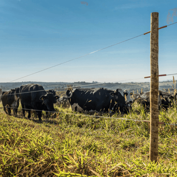 Arame Para Cerca Elétrica Belgo Eletrix® 1000m