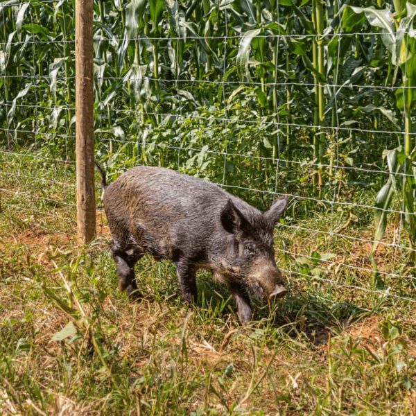 Cerca Pronta Tela Belgo Javaporco 50m