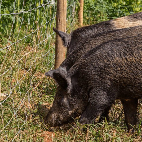 Cerca Pronta Tela Belgo Javaporco 50m
