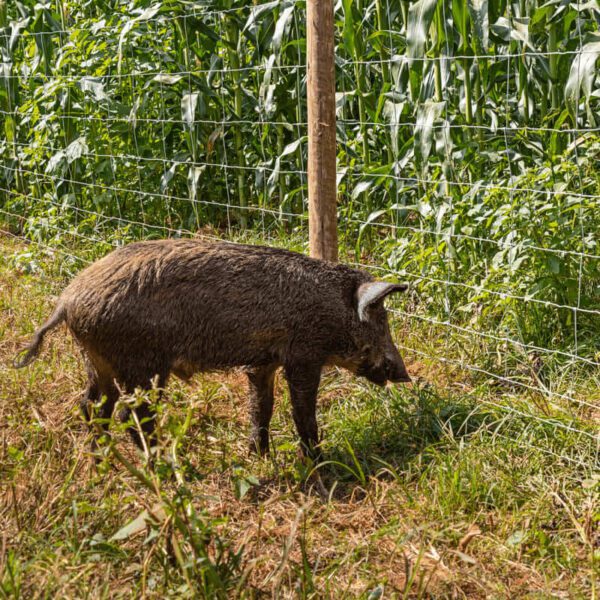 Cerca Pronta Tela Belgo Javaporco 50m