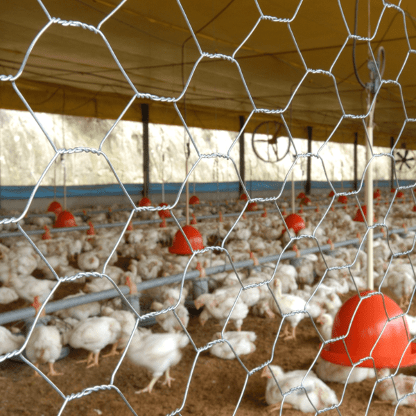 Tela Galinheiro Belgo Hexanet® - 2 X 23 1,80 x 50m