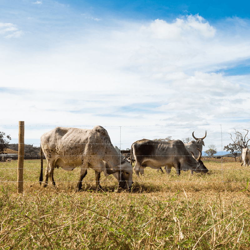 Arames em Sena Madureira – AC